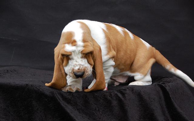 race de chien ne pouvez pas porter