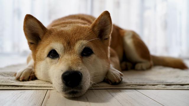 race de chien est pas proche de leur maître