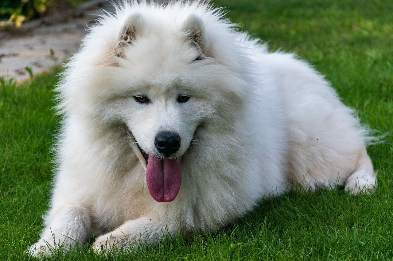 race de chien pas besoin toiletteur