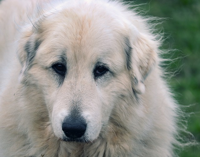 race de chien Patou