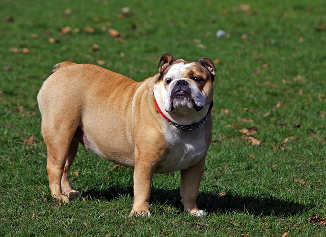 race de chien qui a du mal à respirer
