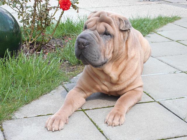 race de chien qui a des problèmes de peau