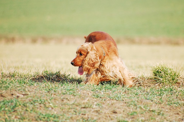 race de chien sale