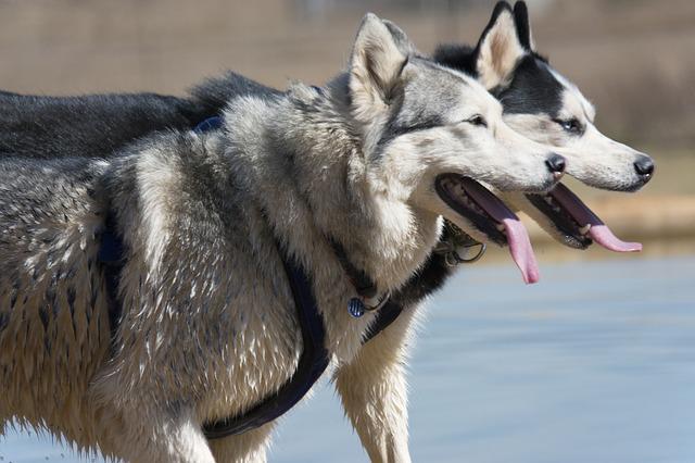 race de chien la plus proche du loup