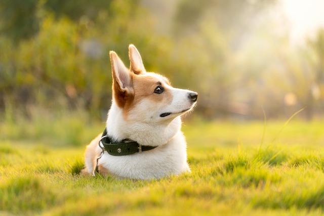 race de chien sait s'occuper seule