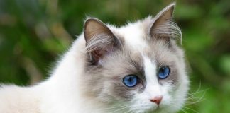 races de chat qui ont un caractère doux