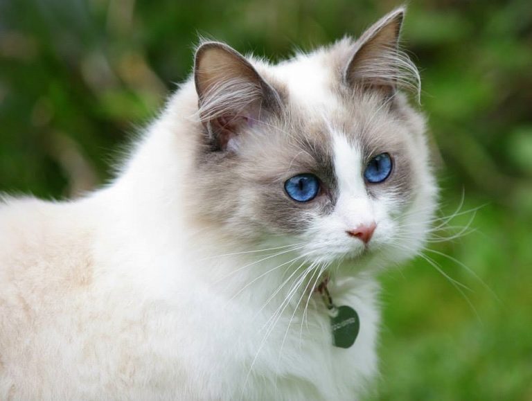 4 races de chat qui ont un caractère doux