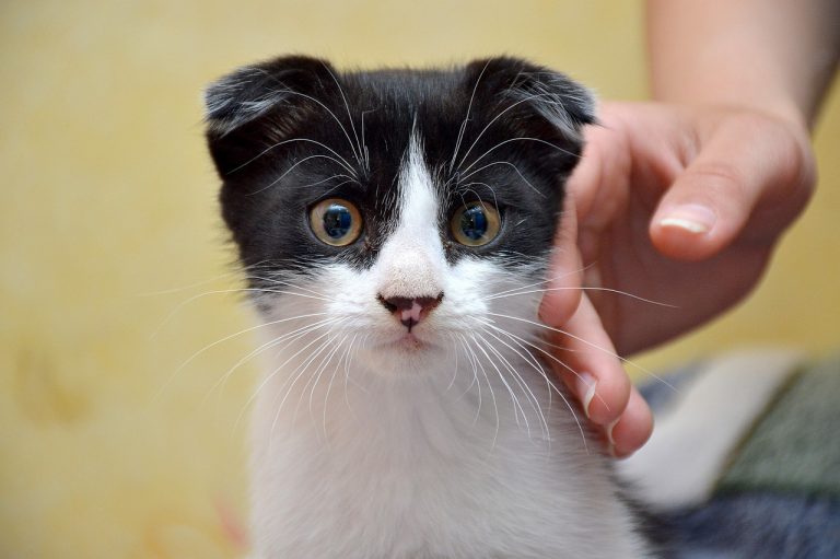 4 races de chat qui ont des oreilles étranges