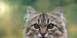 races de chat qui ont les oreilles fragiles