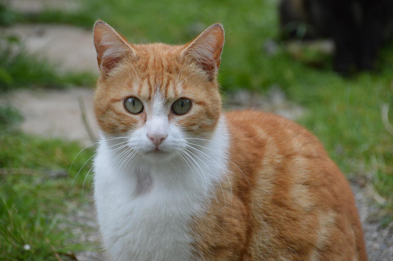 races de chat pas besoin d’aller chez le vétérinaire