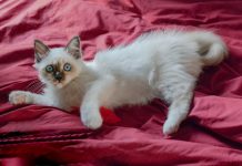 3 Races De Chat Qui Sont Les Plus Moches Animal Ch