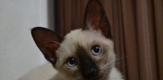 races de chat qui ont les yeux sensibles