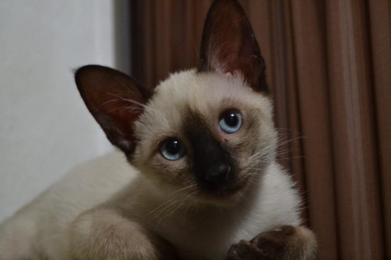 4 races de chat qui ont les yeux sensibles