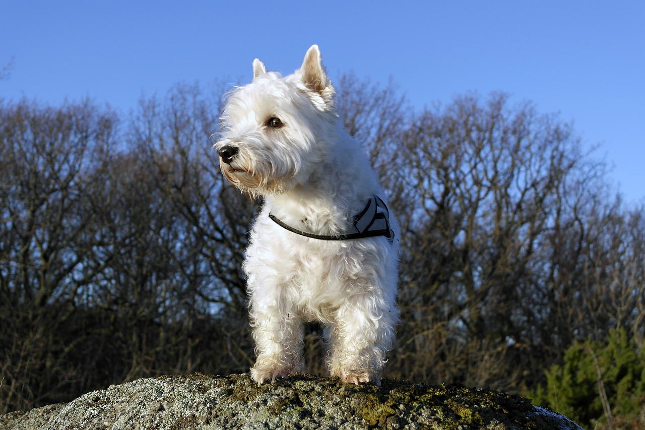 races de chien qui adorent leur maître