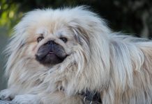 races de chien qui n’aiment pas les caresses