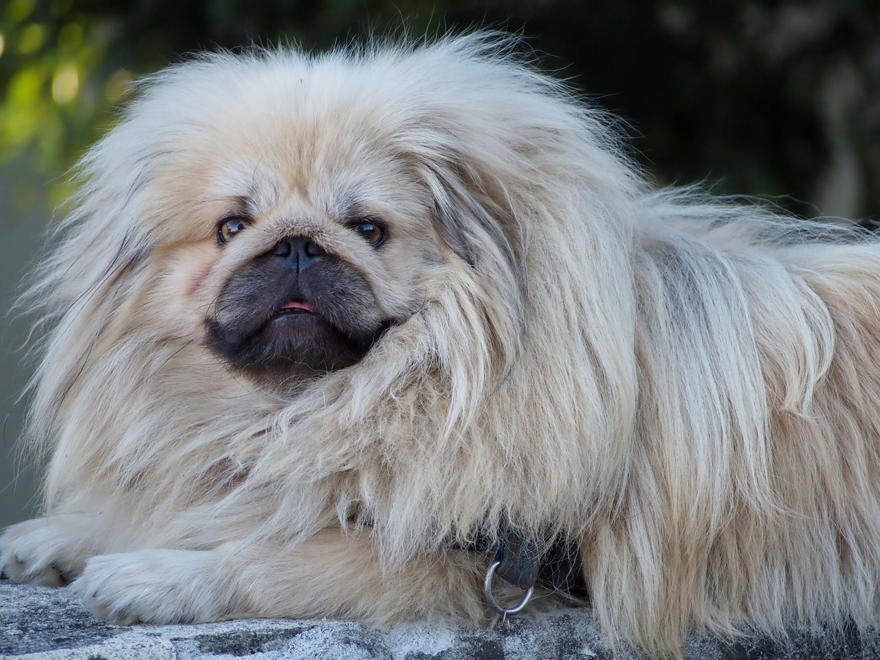 races de chien qui n’aiment pas les caresses