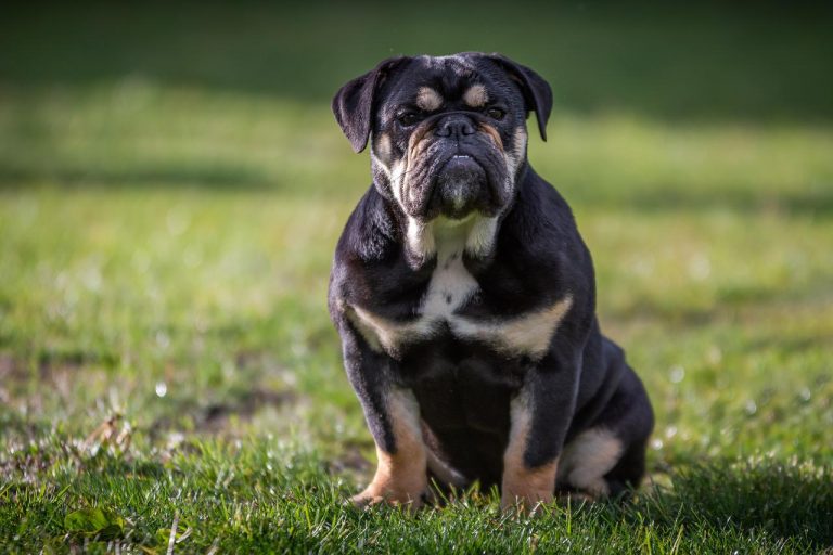 races de chien qui ont l’air bêtes