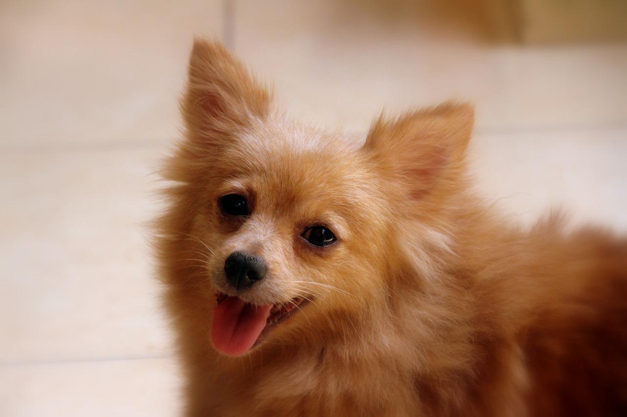 races de chien qui ont l’air de sourire