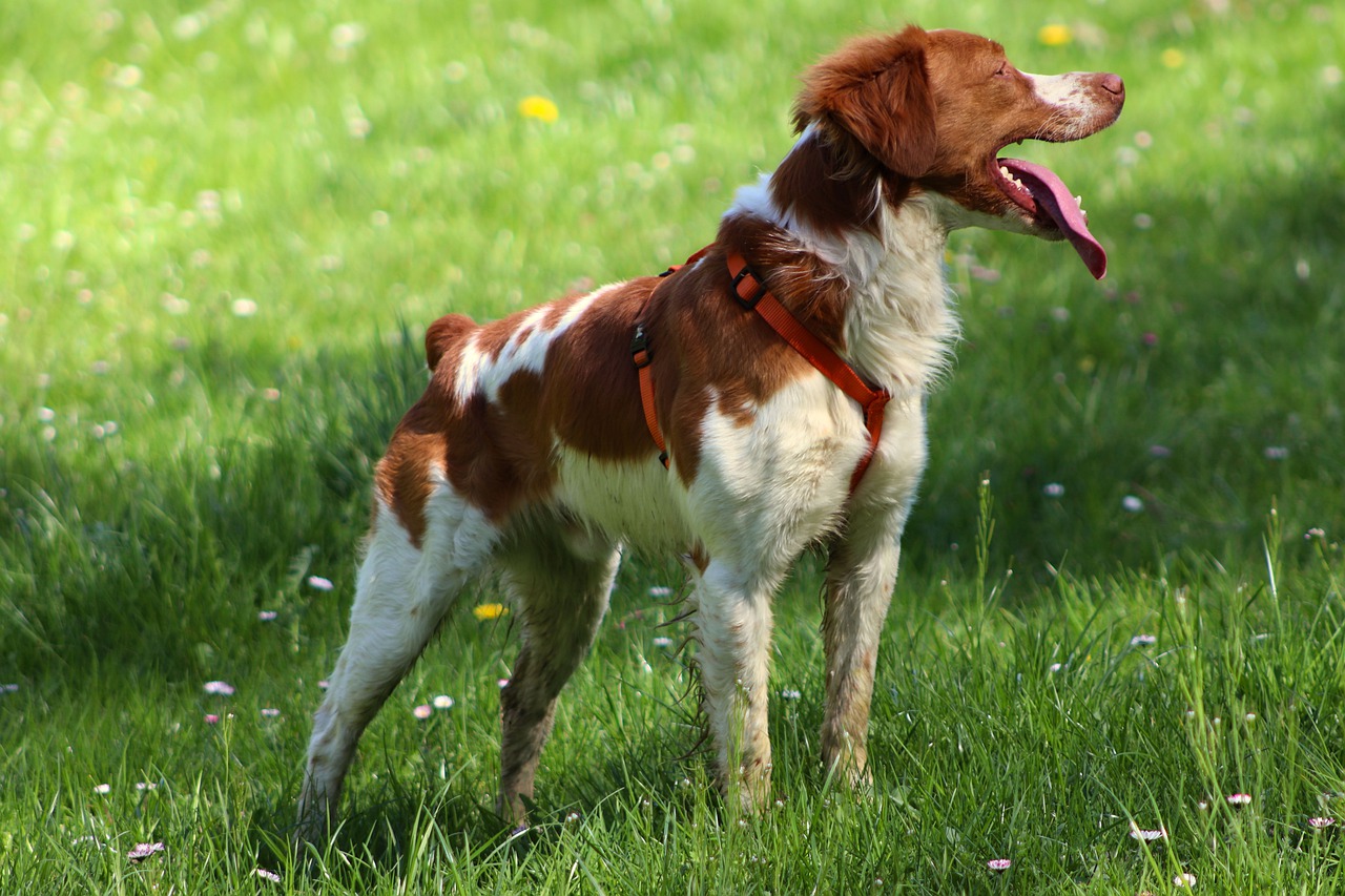 races de chien qui chassent les chats 