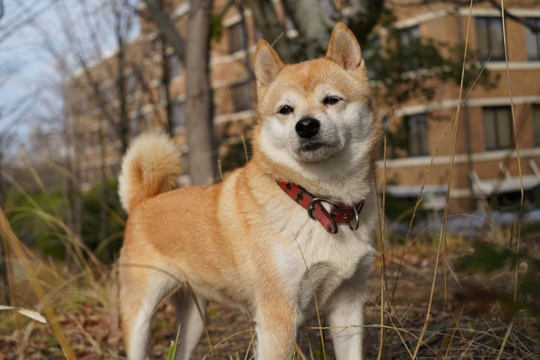 4 races de chien qui doivent consulter un éducateur canin