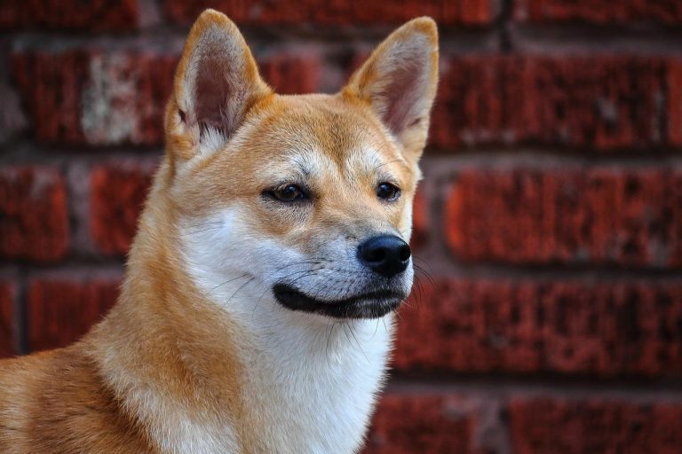 3 races de chien qui sont présentes dans les jeux vidéo