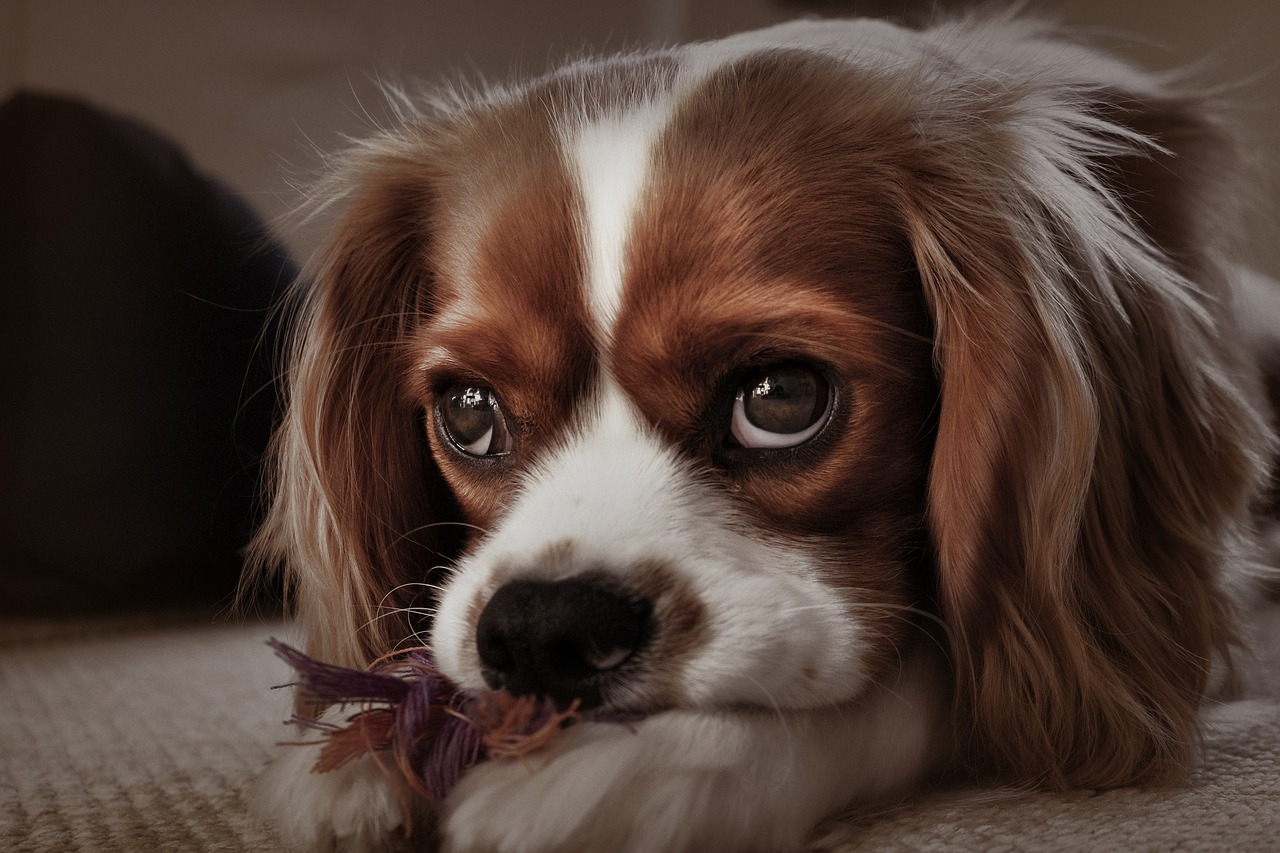 races de chien qui ont les dents fragiles