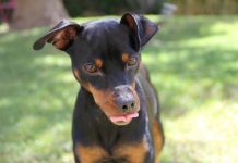 races de chien qui sont difficiles à vivre