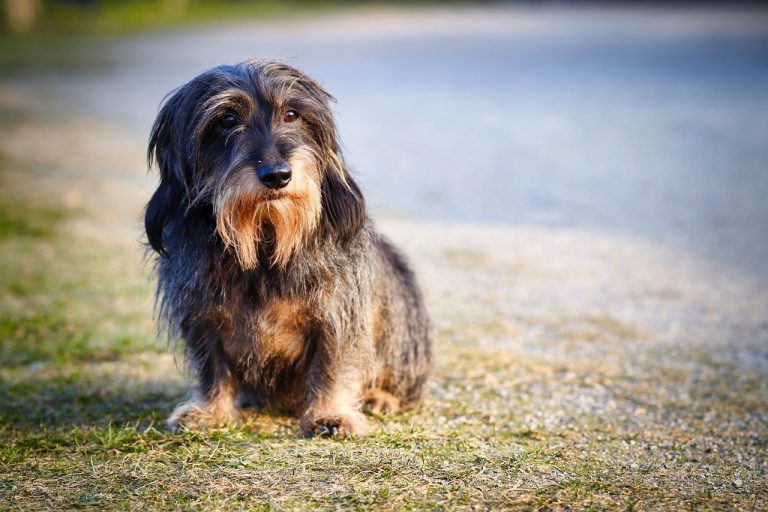 4 races de chien qui doivent être le seul animal du foyer