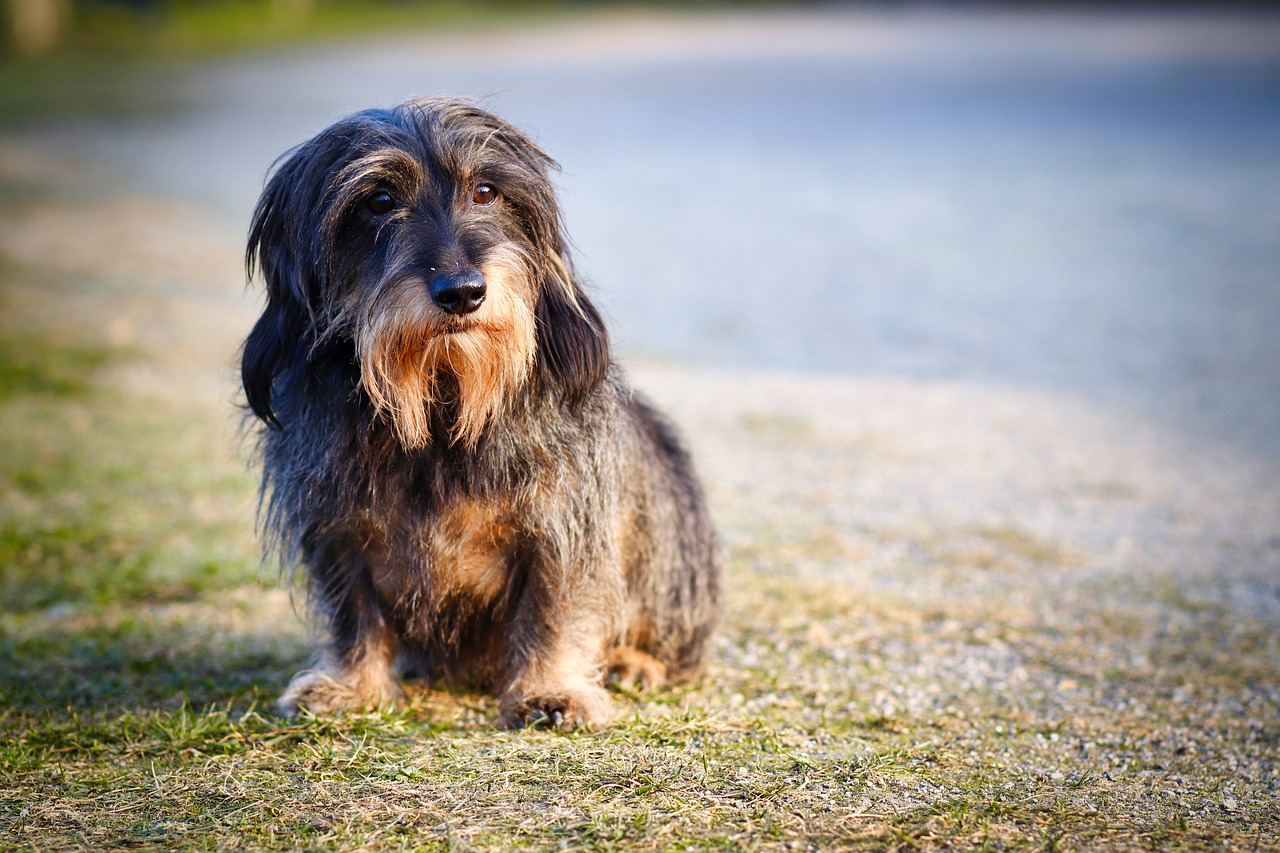 races de chien être le seul animal du foyer