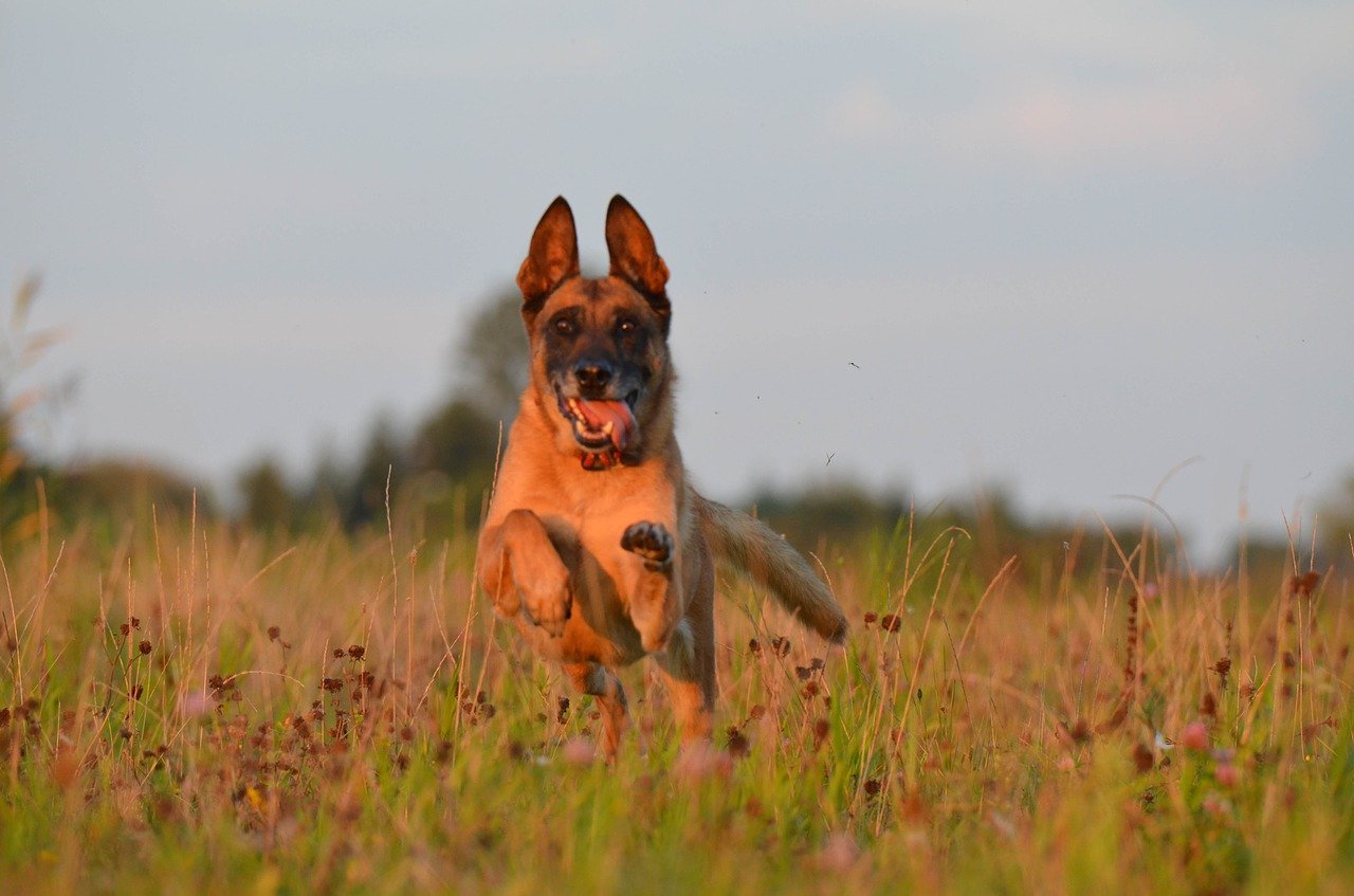 races de chien qui sont très fatigantes 