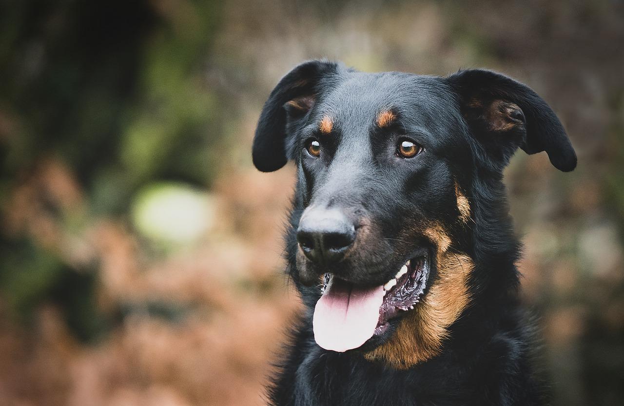 races de chien heureuses à la campagne