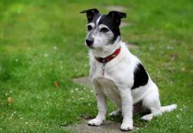 races de chien insupportables 
