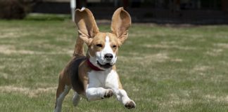 races de chien longues oreilles