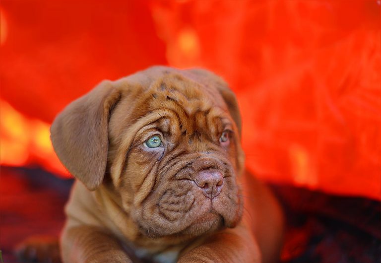 races de chien les plus maladroites