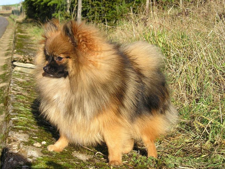 3 races de chien qui mangent le moins