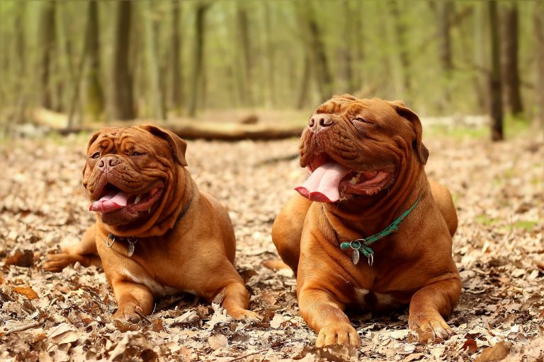 3 races de chien qui sont les plus massives