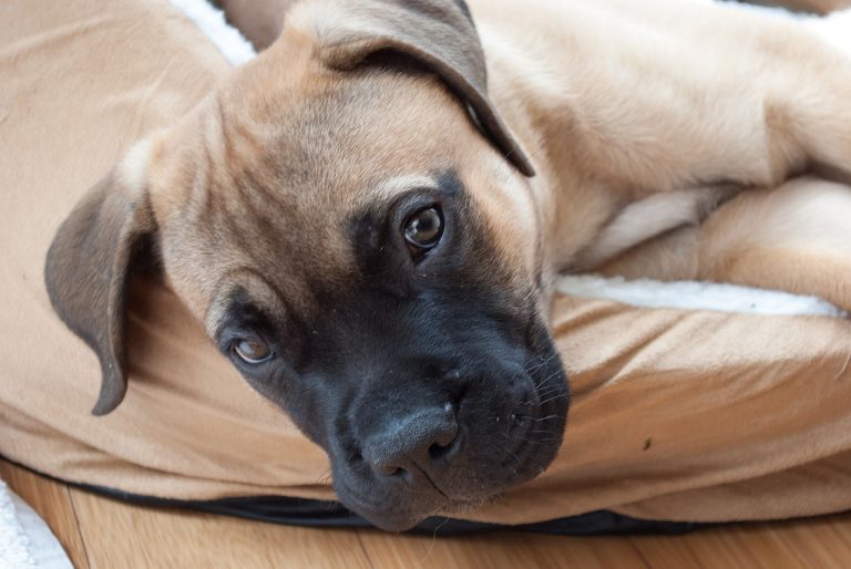 races de chien qui sont les moins stressées