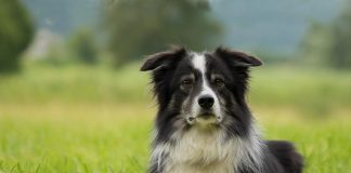 races de chien pas besoin voir un éducateur