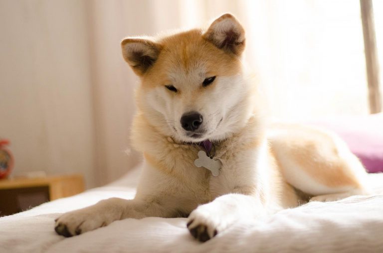 races de chien sont pas proches de leur maître