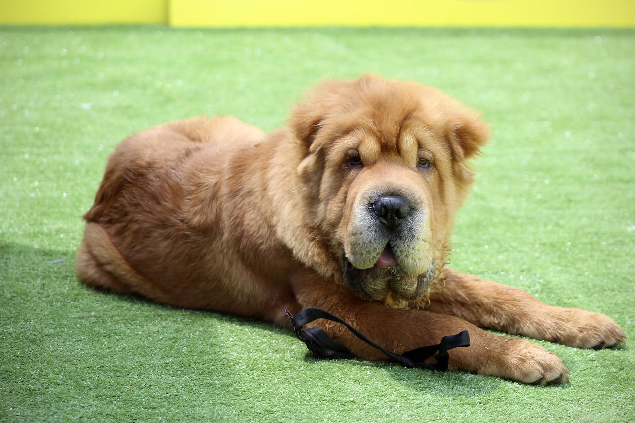 races de chien qui ont des problèmes de peau