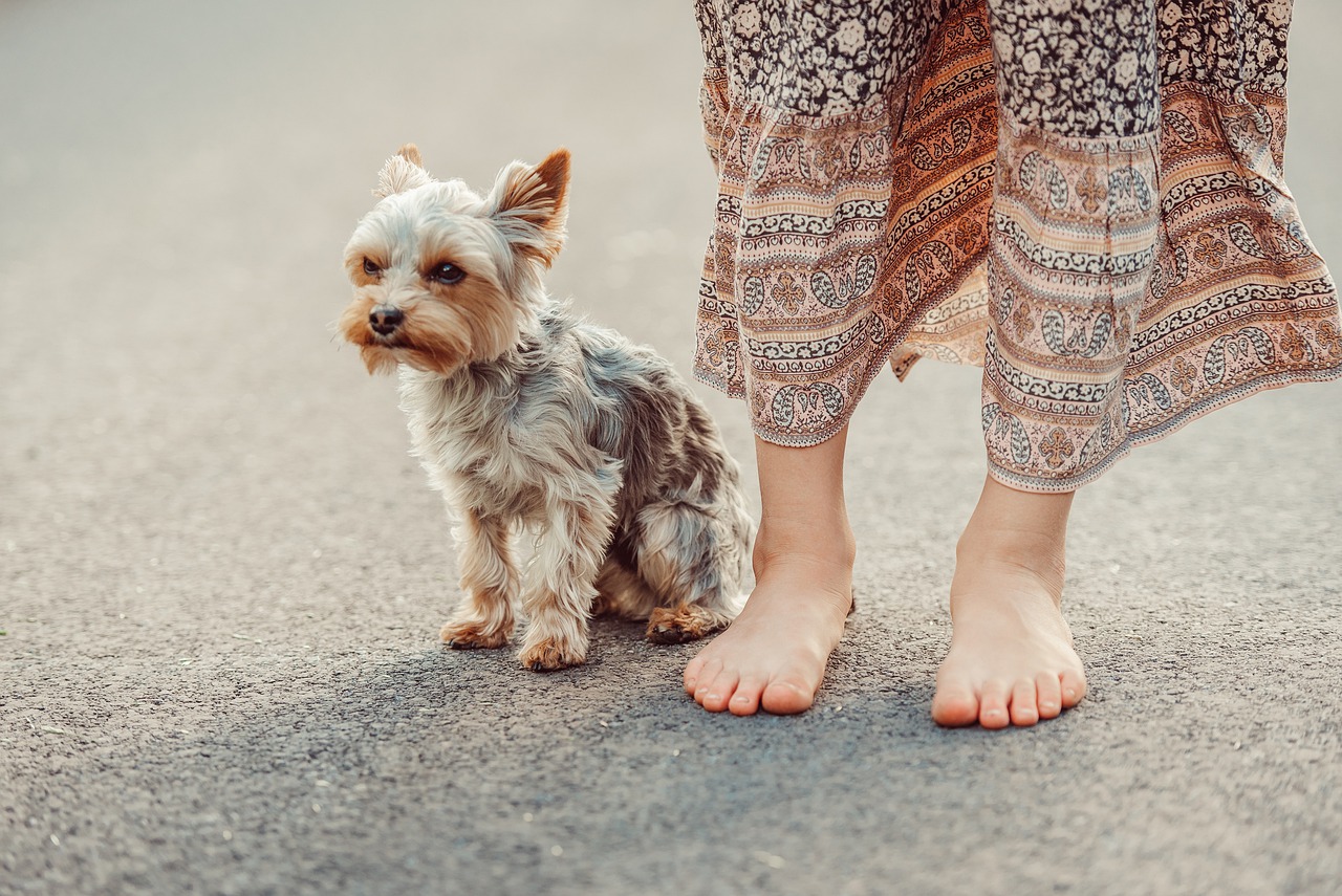 races de chien porter des vêtements