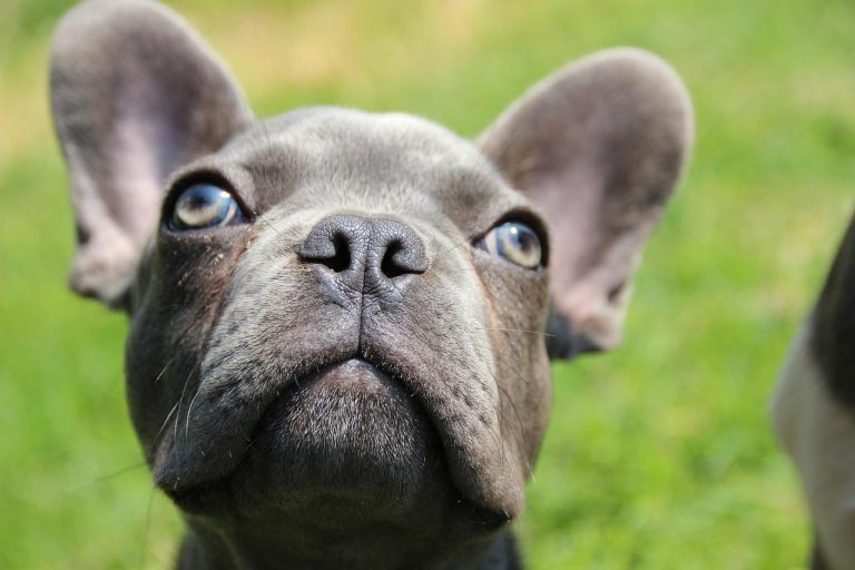 3 races de chien qui sont les préférées des stars