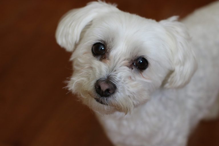 3 races de chien préférées des politiques