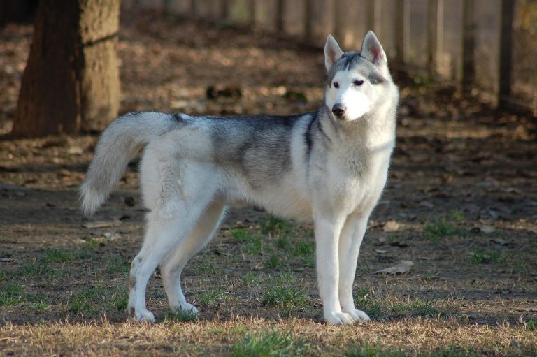3 races de chien qui sont les plus proches du loup