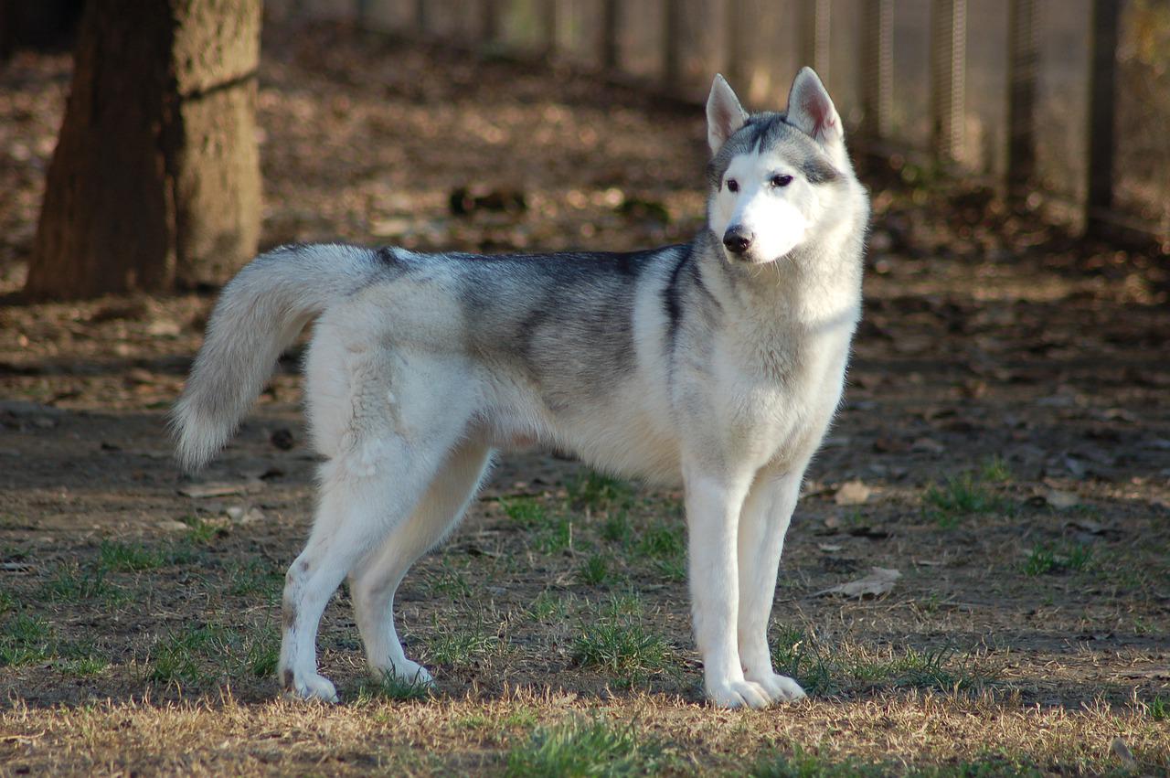 races de chien les plus proches du loup