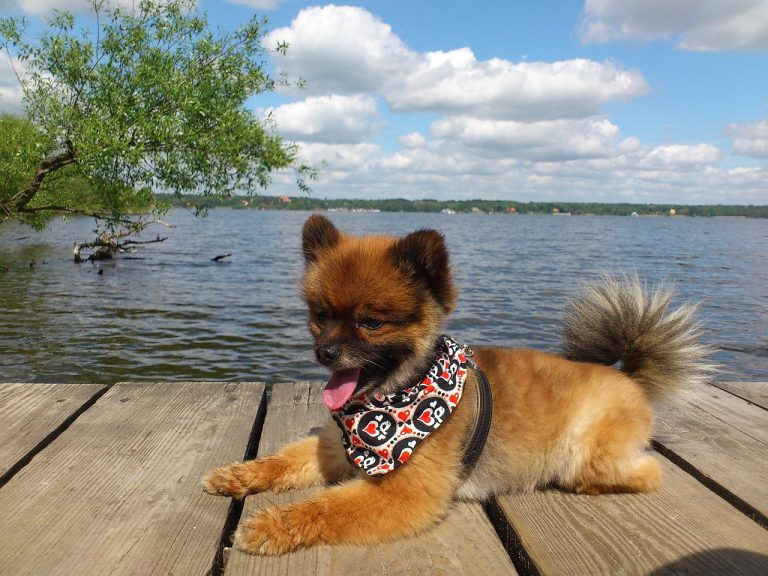 4 races de chien qui ressemblent à des peluches