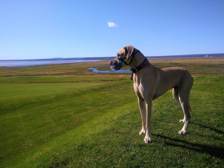 Les 9 races de chien qui supportent bien la chaleur