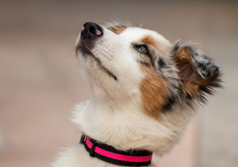 races de chien qui ont les yeux fragiles