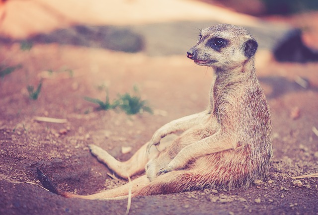 Quel animal est Timon ? Quel animal est Timon ?