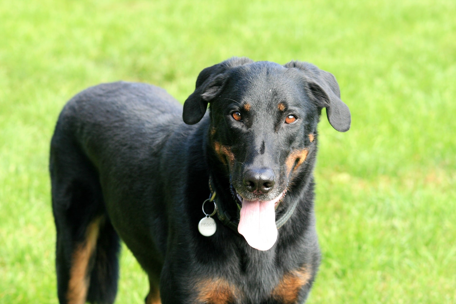 chien berger de Beauce